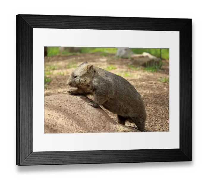 Framed Print : Common common wombat (Vombatus ursinus) Framed Print : Common common wombat (Vombatus ursinus)