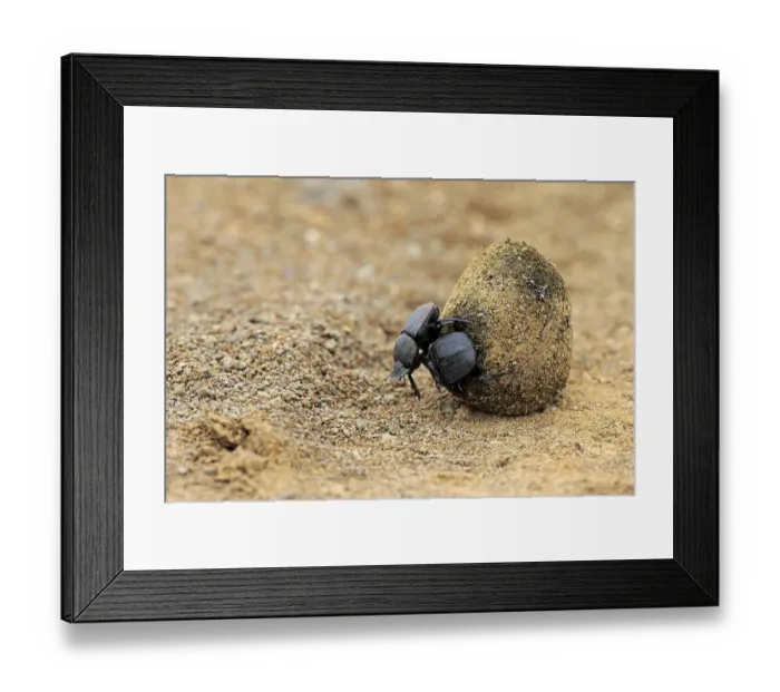 Framed Print : Dung beetle (Scarabaeus sacer)