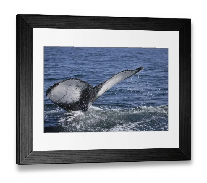 Framed Print : Fluke, fin of a Humpback Whale (Megaptera novaeangliae)