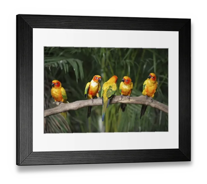 Framed Print : Sun Parakeet or Sun Conure (Aratinga solstitialis)
