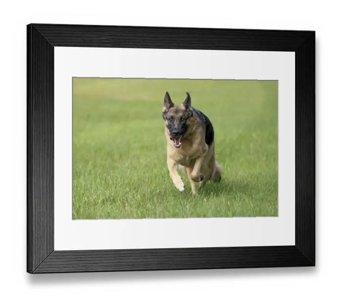 Framed Print : German Shepherd dog, adult, running across a meadow Framed Print : German Shepherd dog, adult, running across a meadow