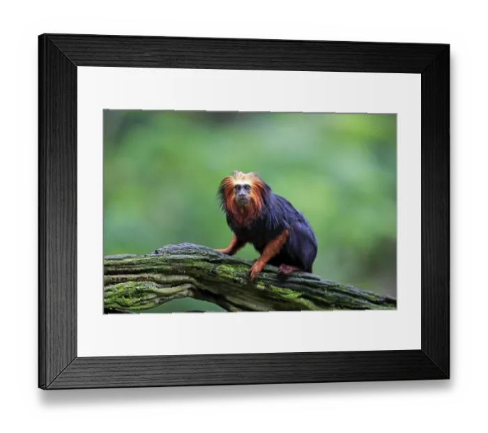 Framed Print : Golden-headed Lion Tamarin (Leontopithecus chrysomelas)