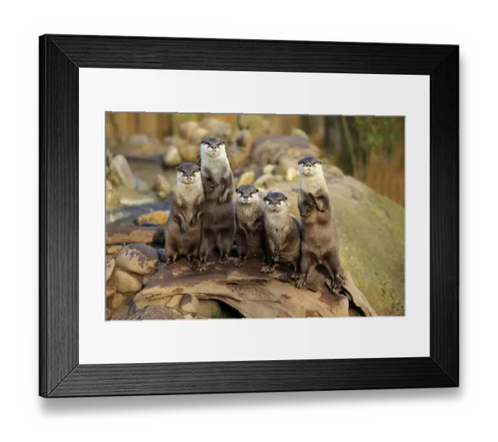 Framed Print : Oriental small-clawed otters or Asian small-clawed otters (Amblonyx cinerea) Framed Print : Oriental small-clawed otters or Asian small-clawed otters (Amblonyx cinerea)