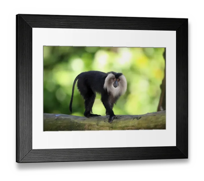 Framed Print : Wanderoo, lion-tailed macaque (Macaca silenus) Framed Print : Wanderoo, lion-tailed macaque (Macaca silenus)