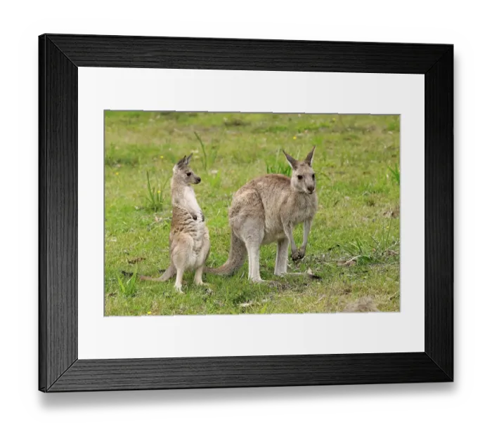 Framed Print : Eastern Gray Kangaroo (Macropus giganteus) Framed Print : Eastern Gray Kangaroo (Macropus giganteus)