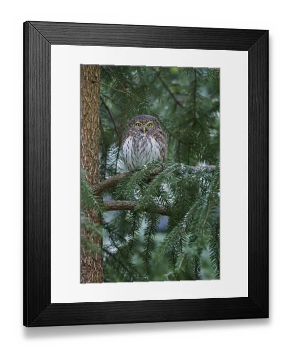 Framed Print : Eurasian Pygmy Owl (Glaucidium passerinum), Saxony, Germany, Europe