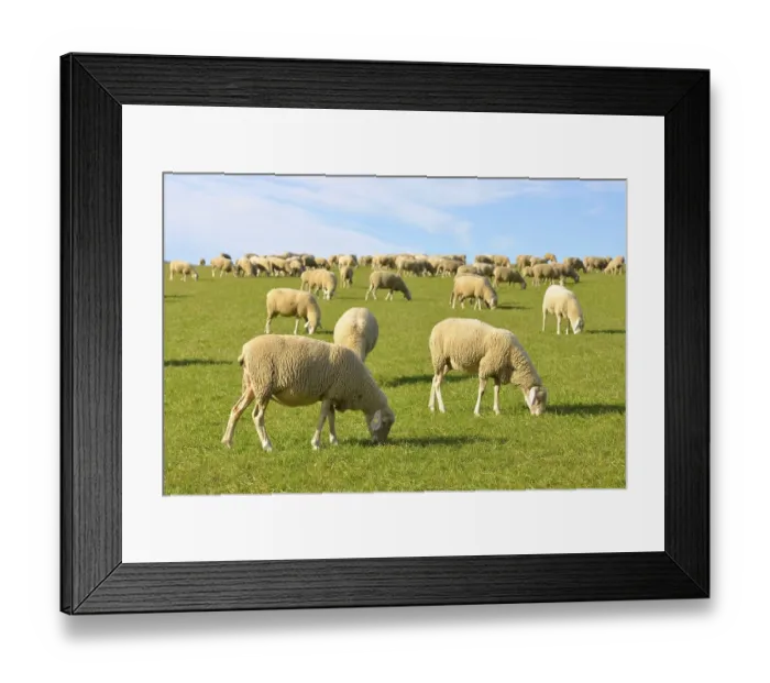 Framed Print : Domestic Sheep (Ovis orientalis aries) on a meadow
