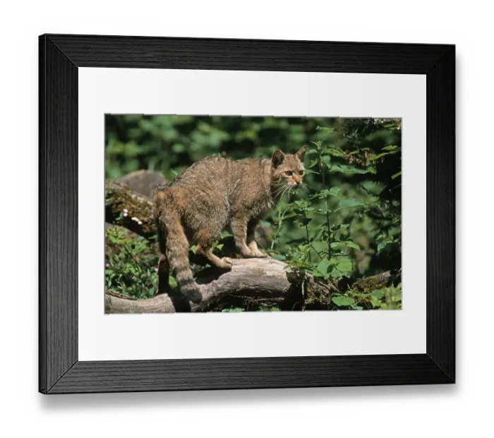 Framed Print : Wildcat (Felis silvestris)