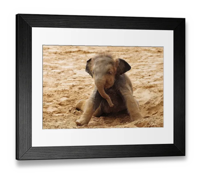 Framed Print : Asian elephant (Elephas maximus indicus), young animal at sand bath, captive