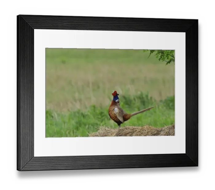 Framed Print : Common Pheasant (Phasianus colchicus)