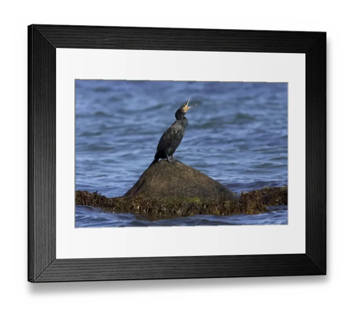 Framed Print : Great cormorant (Phalacrocorax carbo) calling from rock in the sea