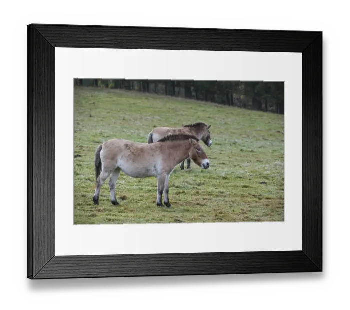 Framed Print : Two Przewalski horses (Equus ferus przewalskii) native to the steppes of Mongolia Framed Print : Two Przewalski horses (Equus ferus przewalskii) native to the steppes of Mongolia