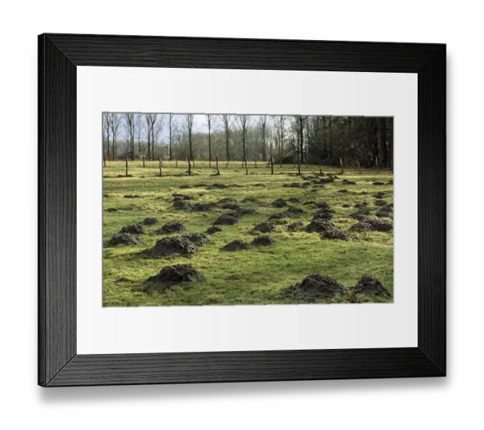 Framed Print : Molehills, mole mounds, molecasts by European mole (Talpa europaea) in field
