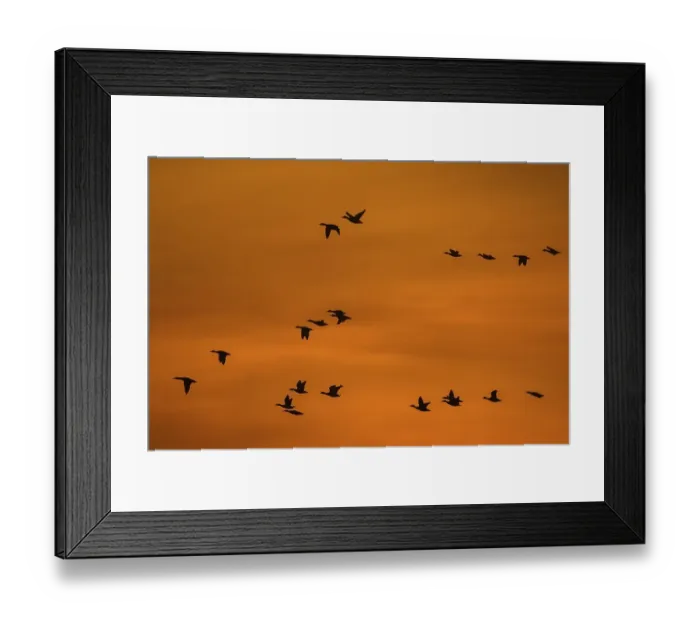 Framed Print : Mallards, wild ducks (Anas platyrhynchos) flock in flight silhouetted against orange sunset sky in winter