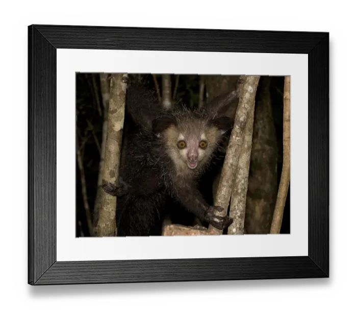 Framed Print : Aye-aye (Daubentonia madagascariensis) on a tree