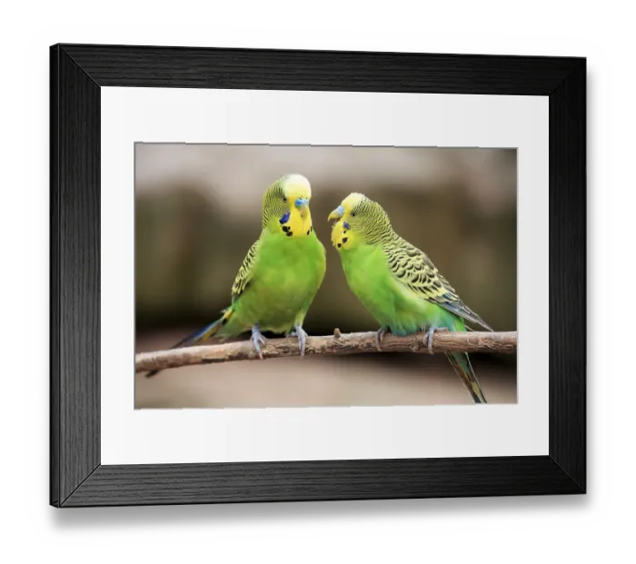 Framed Print : Budgerigar (Melopsittacus undulatus), captive