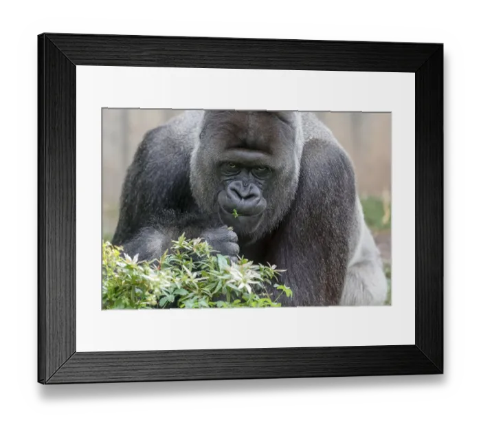 Framed Print : Western lowland gorilla (Gorilla gorilla)