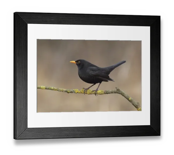 Framed Print : Blackbird, blackbird (Turdus merula), male sitting on tree branch, Siegerland, North Rhine-Westphalia, Germany, Europe