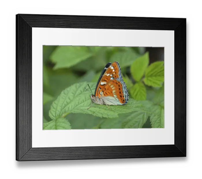 Framed Print : Poplar admiral (Limenitis populi) sits on leaf Framed Print : Poplar admiral (Limenitis populi) sits on leaf