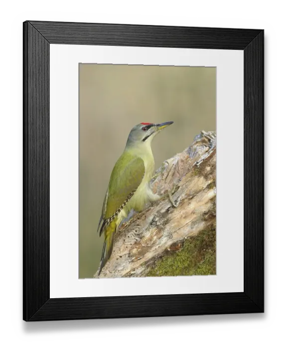 Framed Print : Grey-headed woodpecker (Picus canus)