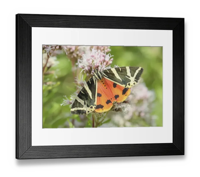 Framed Print : Jersey tiger (Euplagia quadripunctaria) Framed Print : Jersey tiger (Euplagia quadripunctaria)