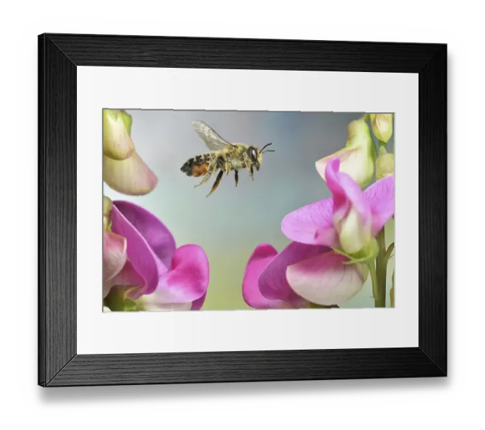 Framed Print : Large Willughby's Leafcutter (Megachile willughbiella)