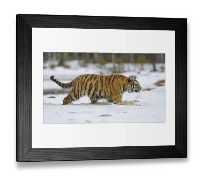 Framed Print : Siberian tiger (Panthera tigris altaica), runs through snow and water, captive, Moravia, Czech Republic, Europe