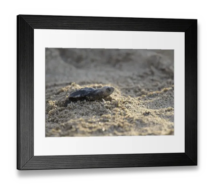 Framed Print : Loggerhead sea turtle (Caretta caretta) Framed Print : Loggerhead sea turtle (Caretta caretta)
