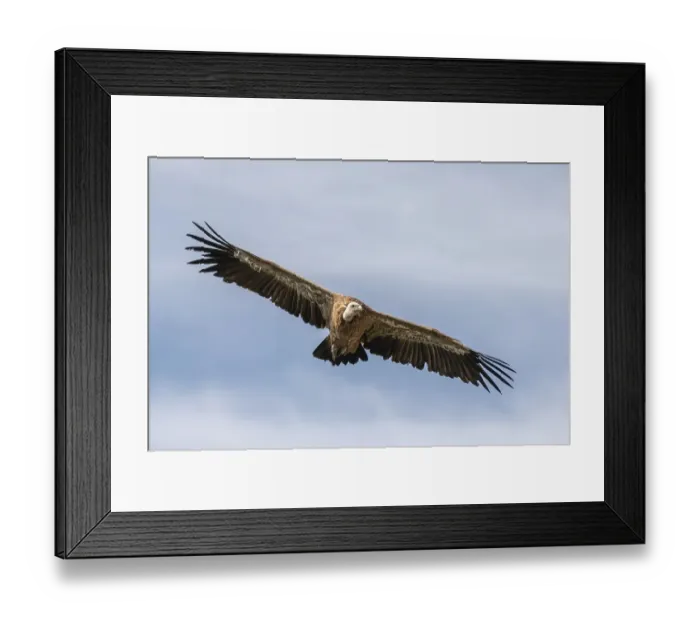 Framed Print : Griffon Vulture (Gyps fulvus) soaring effortlessly in rising air currents at the Jonte Gorge Framed Print : Griffon Vulture (Gyps fulvus) soaring effortlessly in rising air currents at the Jonte Gorge