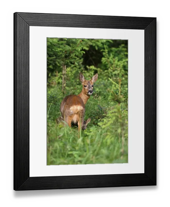Framed Print : Roe deer (Capreolus capreolus)