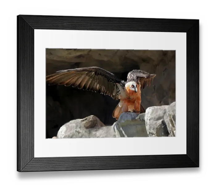 Framed Print : Lammergeier or Bearded Vulture (Gypaetus barbatus) Framed Print : Lammergeier or Bearded Vulture (Gypaetus barbatus)