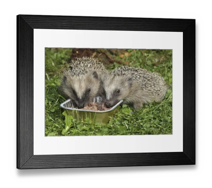 Framed Print : Hedgehog (Erinaceus europaeus) Framed Print : Hedgehog (Erinaceus europaeus)