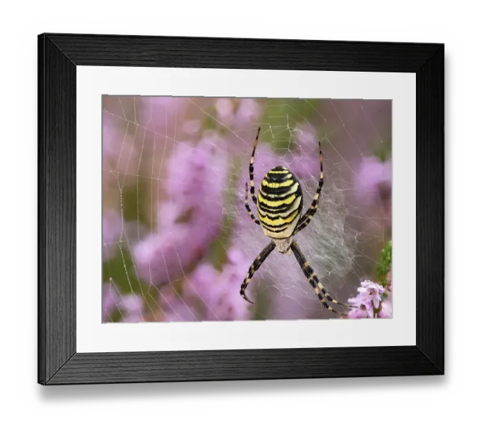 Framed Print : Wasp spider (Argiope bruennichi) or zebra spider in its catching net in the heath Framed Print : Wasp spider (Argiope bruennichi) or zebra spider in its catching net in the heath