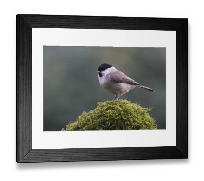 Framed Print : Marsh tit (Poecile palustris), Emsland Framed Print : Marsh tit (Poecile palustris), Emsland