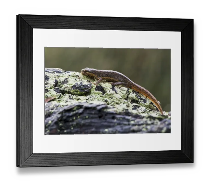 Framed Print : Common newt (Lissotriton vulgaris) Framed Print : Common newt (Lissotriton vulgaris)