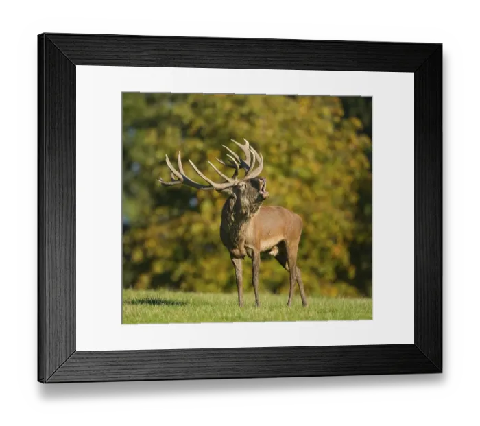 Framed Print : Red Deer (Cervus elaphus) bellowing during rutting season, captive, Lower Saxony, Germany, Europe Framed Print : Red Deer (Cervus elaphus) bellowing during rutting season, captive, Lower Saxony, Germany, Europe