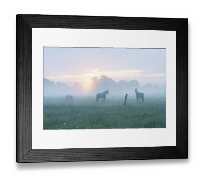 Framed Print : Horses in a meadow, a horse with a horse blanket