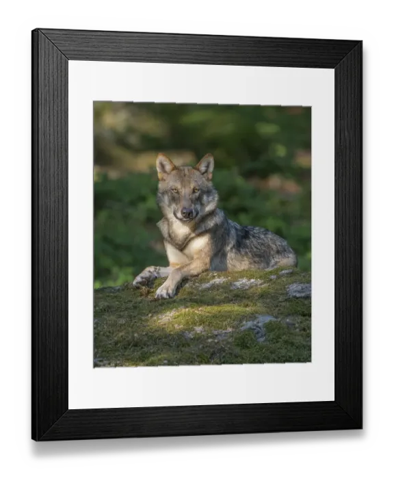 Framed Print : Wolf (Canis lupus) lying on a moss-covered rock and looking attentively, captive, Bavarian Forest National Park, Bavaria, Germany, Europe