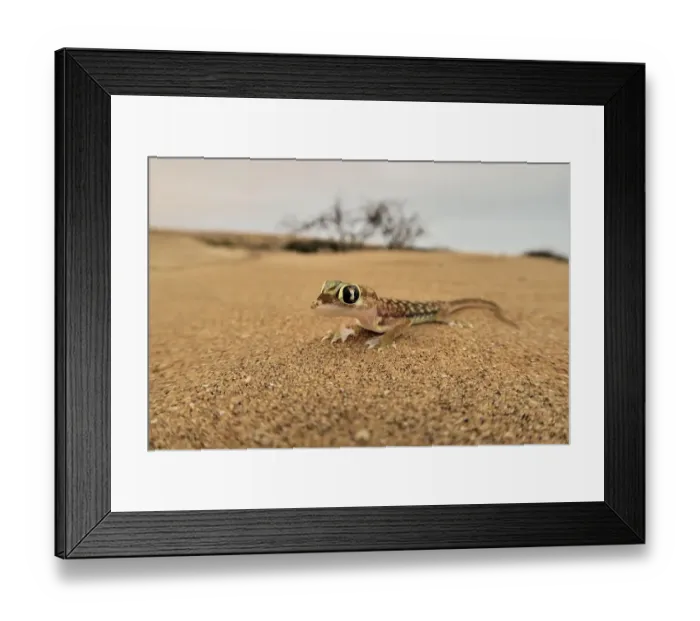 Framed Print : Namib gecko, namib sand gecko, web-footed gecko (Pachydactylus rangei), Namib Desert, Namibia, Africa Framed Print : Namib gecko, namib sand gecko, web-footed gecko (Pachydactylus rangei), Namib Desert, Namibia, Africa