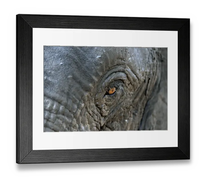 Framed Print : African bush elephant (Loxodohnta africana), eye, Mana Pools National Park, Mashonaland West, Zimbabwe, Africa