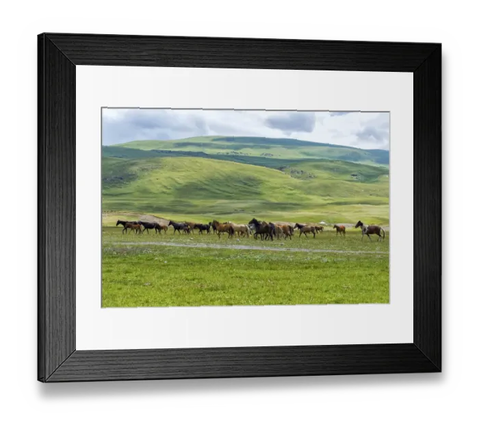 Framed Print : Flock of Horses (equus) running in Naryn gorge