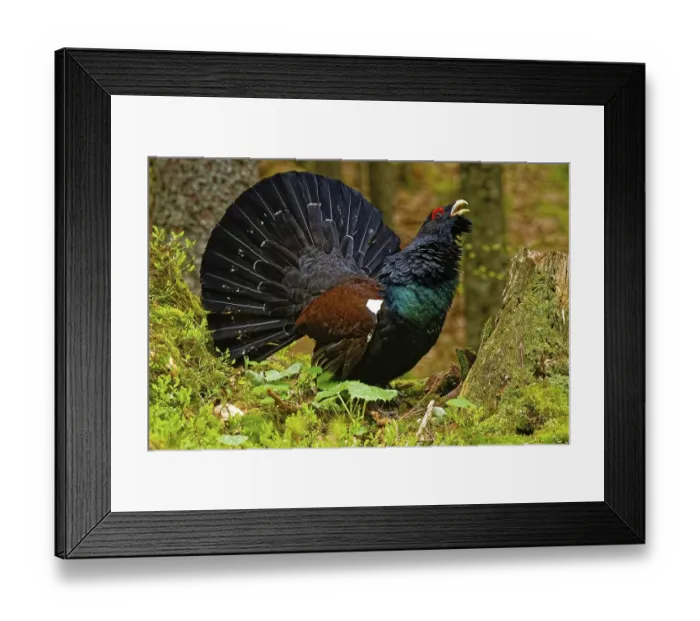 Framed Print : Western capercaillie (Tetrao urogallus)
