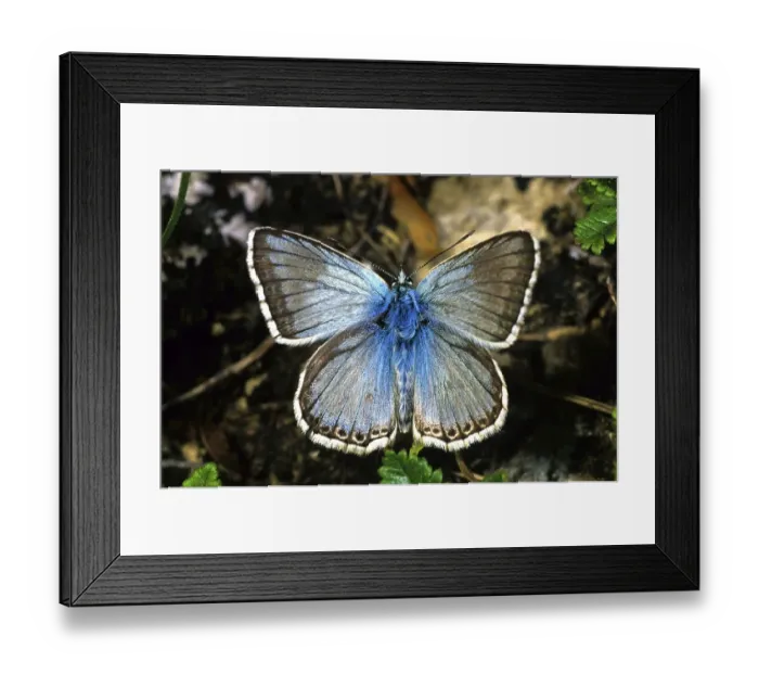 Framed Print : Chalkhill Blue (Lysandra coridon)