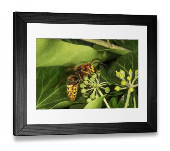 Framed Print : European hornet (Vespa crabro) nascht nectar in blossom (Hedera helix)