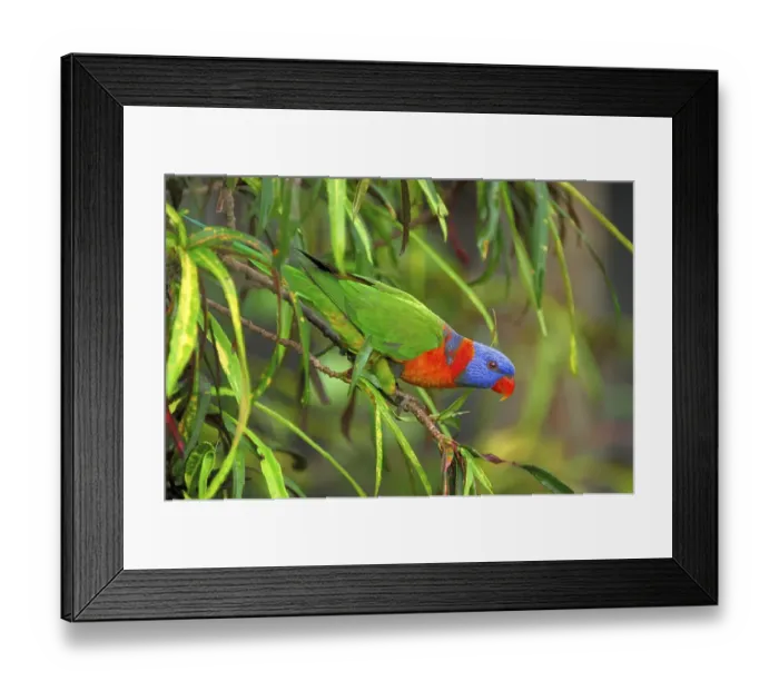 Framed Print : Rainbow Lorikeet (Trichoglossus haematodu), Australia, Oceania