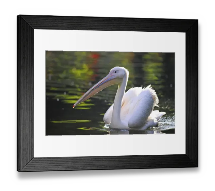 Framed Print : White Pelican (Pelecanus onocrotalus), swimming in a pond Framed Print : White Pelican (Pelecanus onocrotalus), swimming in a pond