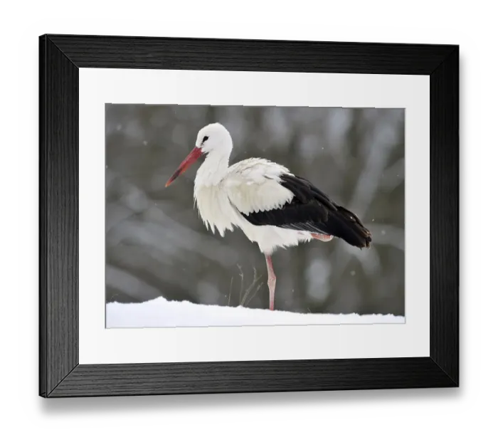 Framed Print : White Stork (Ciconia ciconia) in winter