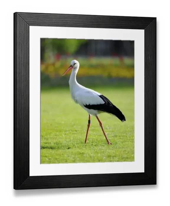 Framed Print : White Stork (Ciconia ciconia) in a meadow