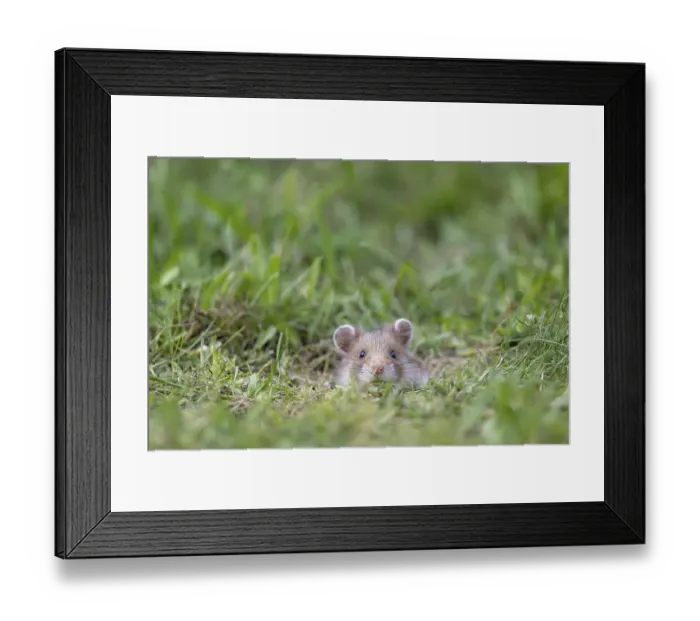 Framed Print : European hamster (Cricetus cricetus) in a meadow Framed Print : European hamster (Cricetus cricetus) in a meadow