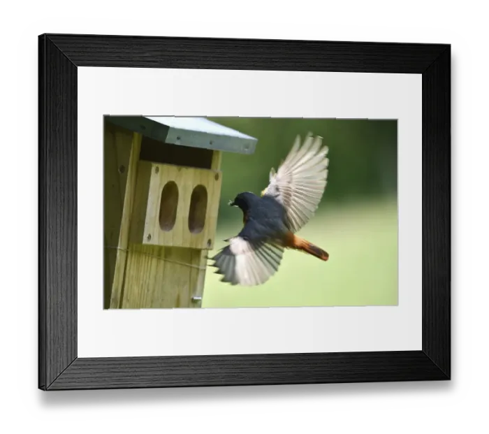 Framed Print : Common redstart (Phoenicurus phoenicurus) brings insects into the birdhouse Framed Print : Common redstart (Phoenicurus phoenicurus) brings insects into the birdhouse